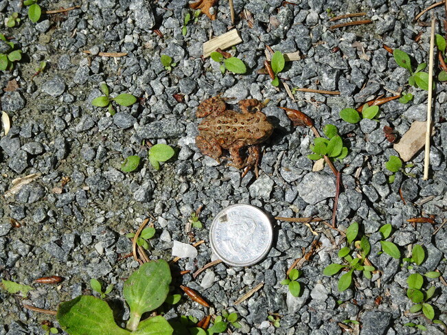 Tiny Toad Sudbury, ON