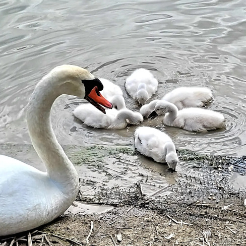 Swan Family at breakfast Windsor, ON