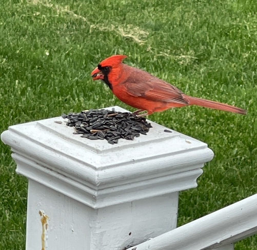 Cardinal eating breakfast Acton, Ontario, CA