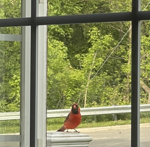 Cardinal eating breakfast but I think he wants my coffee he keeps staring at me Acton, Ontario | L7J 2E2