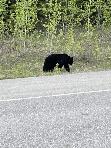 Bear Jasper, Alberta, CA
