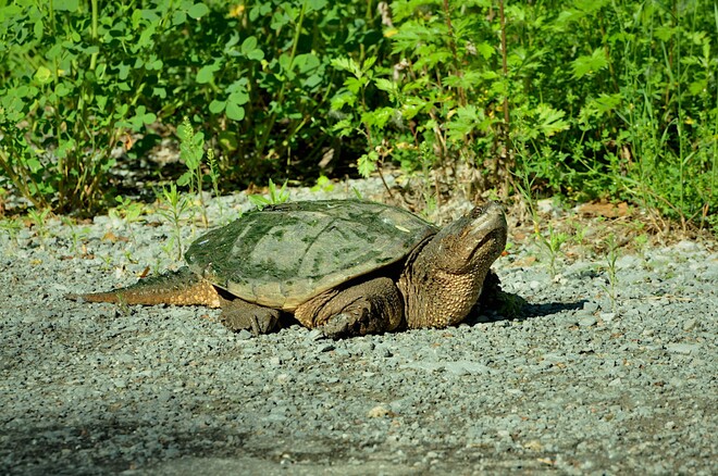 La tortue serpentine Lac Leamy, Gatineau, QC