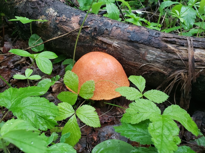 Brillant orange cap mushroom Parkland County, AB