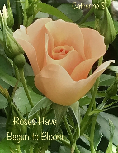 Roses Have Begun to Bloom Toronto, Ontario, CA