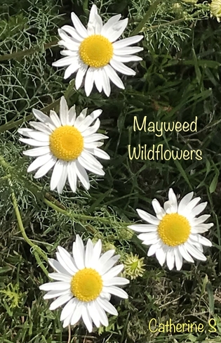 Mayweed Wildflowers Toronto, Ontario, CA