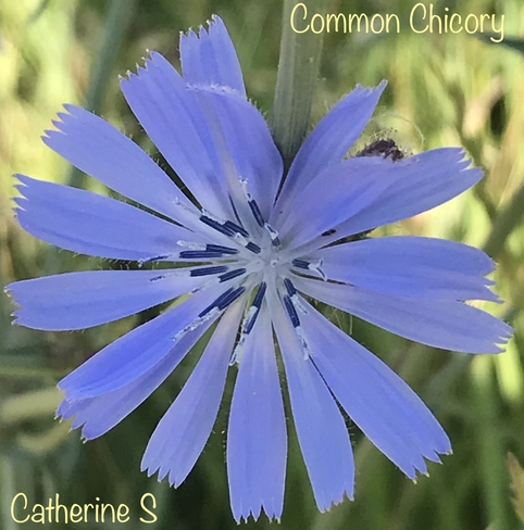 Common Chicory Toronto, Ontario, CA