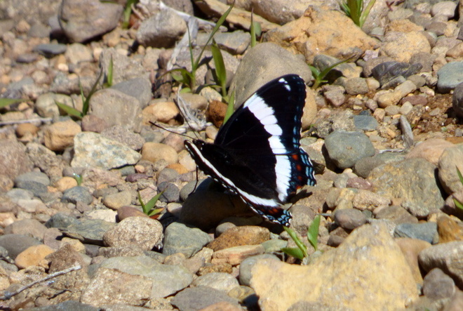THE WHITE ADMIRAL Digby, NS