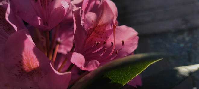 Fleur rose Québec, QC