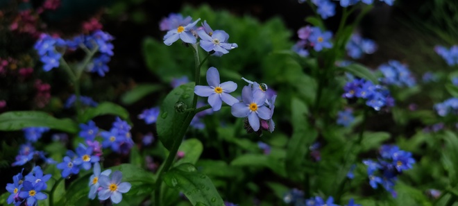 Fleurs bleues Québec, QC