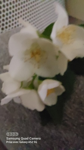fleur Vanier, QC