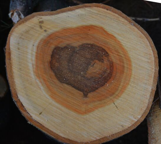 Heartwood in a Tree Calgary
