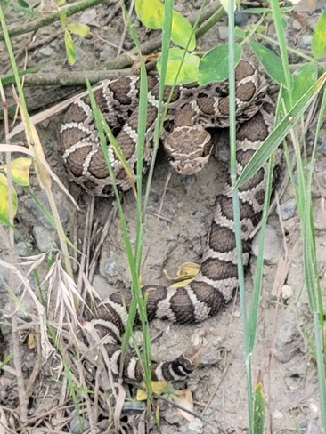 Rattlesnake Ashcroft, BC