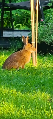Un lapin dans notre cour Chicoutimi, QC