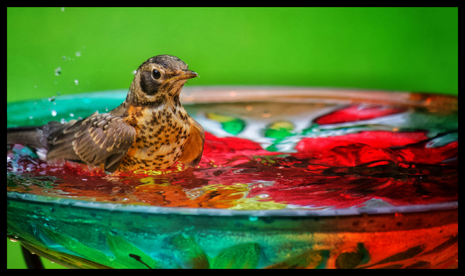 Robin Chick bath time. Orléans, Ontario | K1C 6V9
