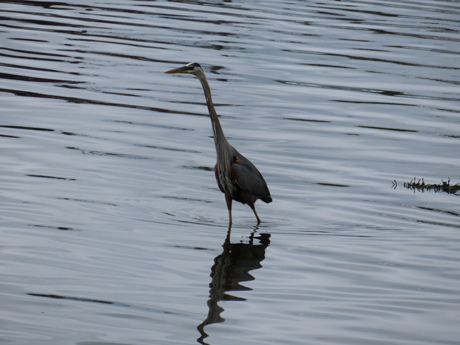Grey Heron. Lunenburg, NS