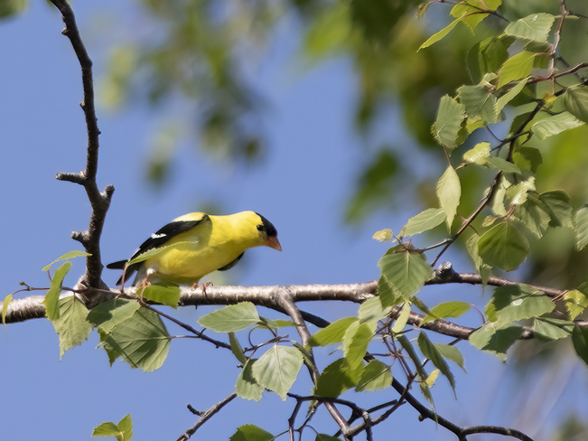 Goldfinch Toronto Islands, Ontario