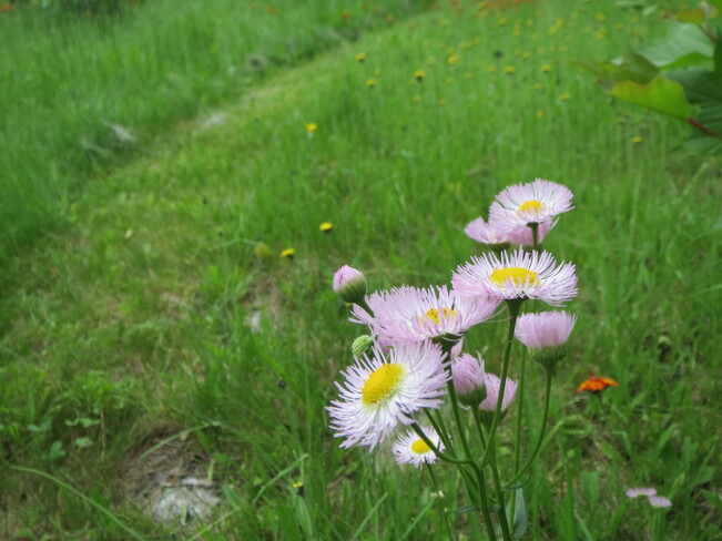 Dans les fleurs sauvage Chambord, QC