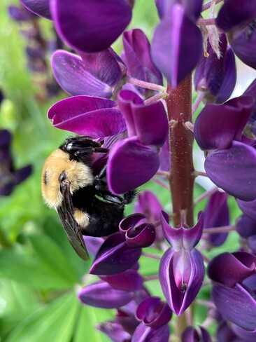 Bunble bee on purple Lupin and also the Butterfly bush. Poland, ON