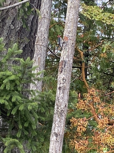 Woodpecker Victoria, British Columbia, CA