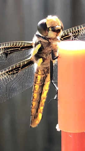 Beautiful dragonfly Ontario
