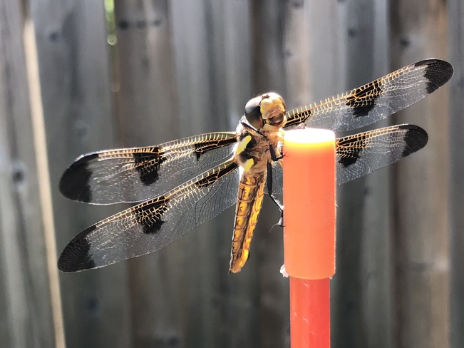 Beautiful dragonfly Ontario