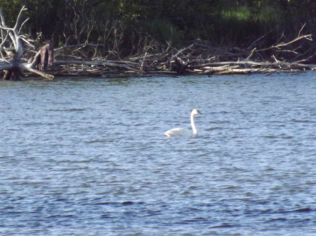 TRUMPETER SWAN at the FLOODWAY Thunder Bay, ON