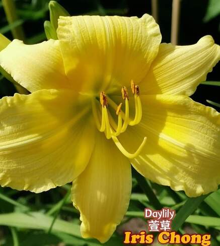 June 29 2022 23C Daylily - yellow beauty in the Summer in Thornhill Thornhill, ON