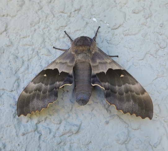 Beautiful huge moth De Salaberry, MB