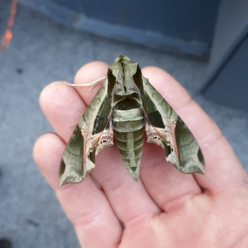 Pandora sphinx moth South Lancaster, ON