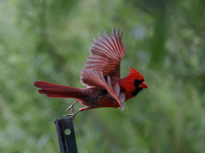 Cardinal takes flight. High Park, Bloor Street West, Toronto, ON
