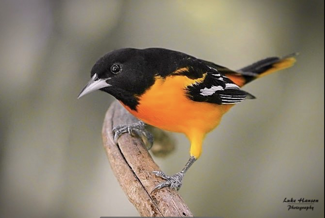 Beautiful male Baltimore Oriole.. 10437 Currie Rd, Dutton, ON N0L 1J0, Canada