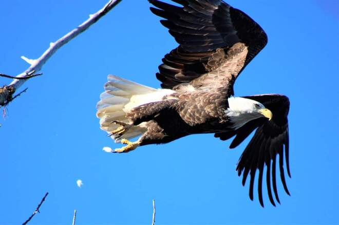 Bald Eagle on the move South Porcupine, ON