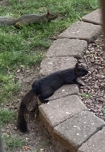Grey and black squirrel laying down Peterborough, Ontario, CA