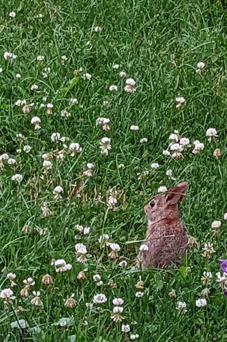 Baby bunny in the clover Bradford, Bradford West Gwillimbury, ON