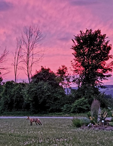 sunset fox Baltimore, ON