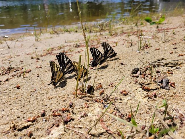 Group of Butterflies Kamloops, BC