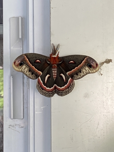 Robin Moth Strathroy, Ontario, CA