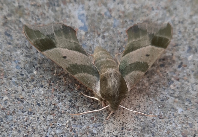 Papillon de nuit couleur camouflage L'Île-Perrot, QC