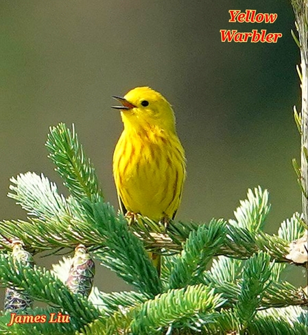 Yellow Warbler Edmonton, AB