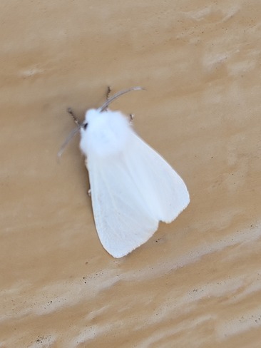 White Satine Moth Saint John, NB
