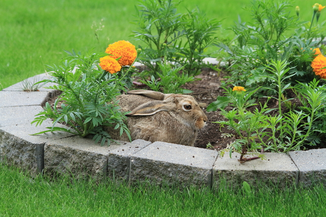 Rabbit in the Flower Bed Saskatoon, SK
