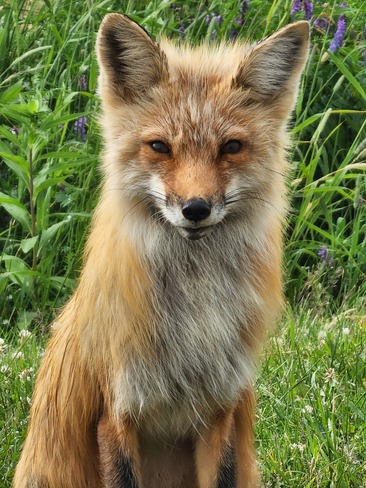 sweet fox Roseville, PE