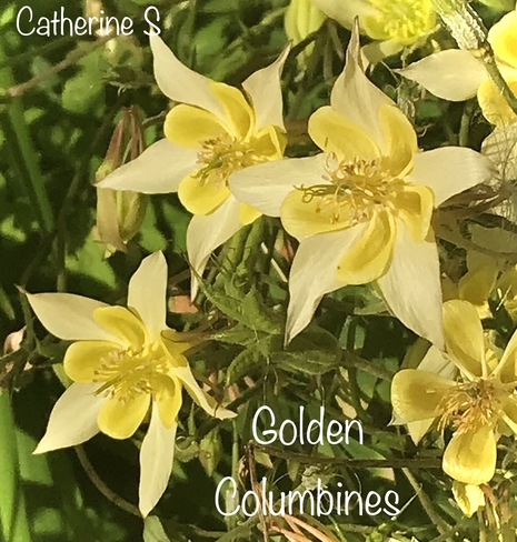 Golden Columbines Toronto, Ontario, CA