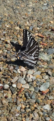 Butterflies Adams Lake, BC
