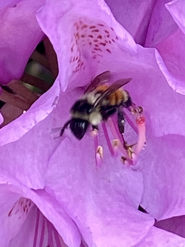 Bee exiting a flower Fall River, Nova Scotia, CA