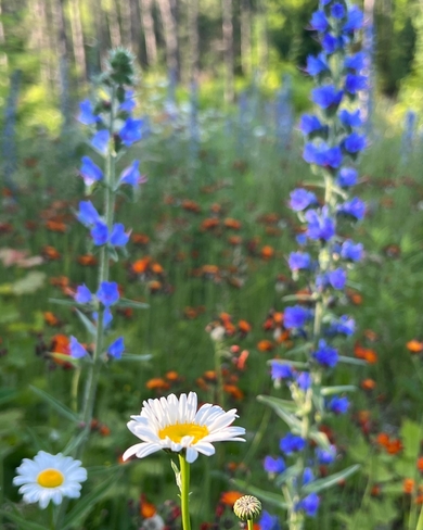 Wild flowers Foymount, Ontario, CA