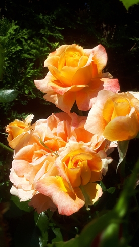 Brilliant roses Coquitlam, BC