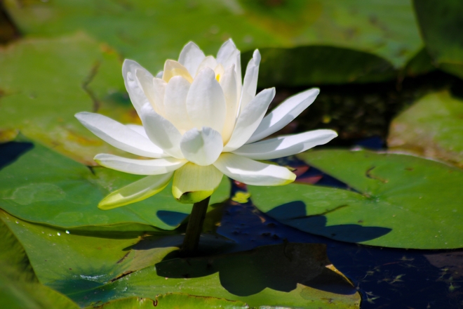 Water lily Ottawa, Ontario, CA