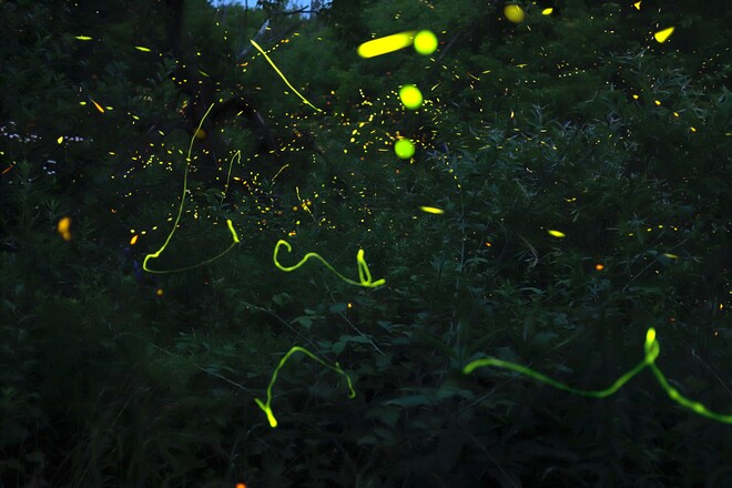 Fireflies Ottawa, ON