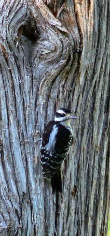 Woodpeckers galore! Elm Tree, ON